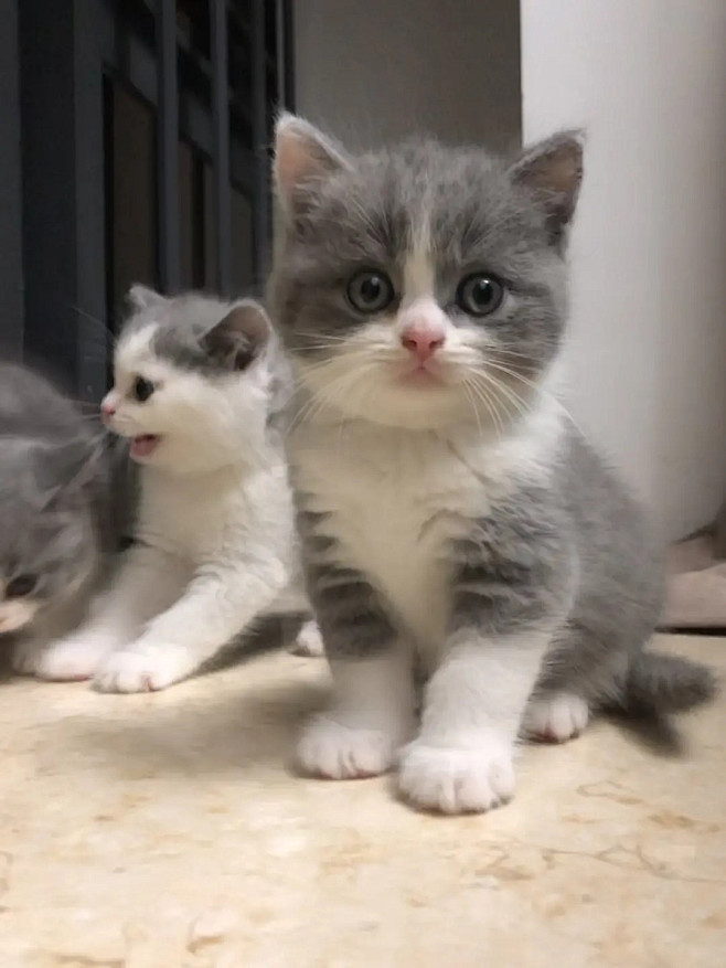 广州自家英短蓝白生的小猫三只蓝白一只蓝猫