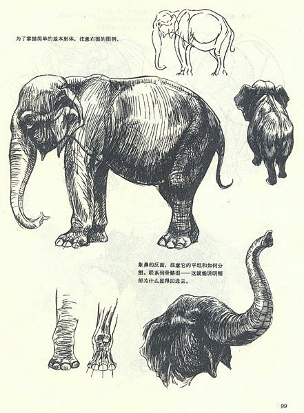 moajunmijiang从damon_7转采于2019-06-20 14:36:19象2动物结构及运动