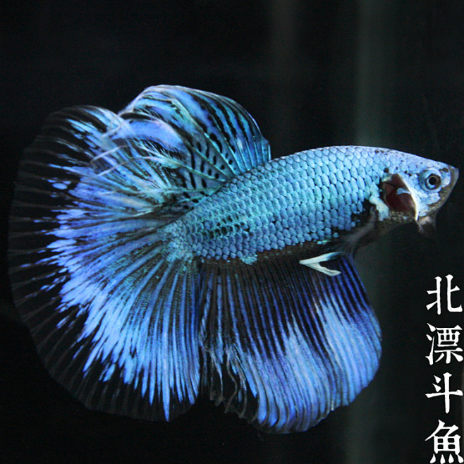 北漂斗鱼coldbluesd冷蓝色龙鳞鬼面三角尾半月对图泰国热带鱼淘宝网