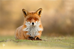 焦糖沫采集到Fox〔狐狸〕