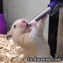 我一直在想仓鼠吃我的住我的是不是应该让它作出一点贡献呢