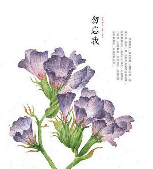 勿忘我花语轻轻诉唯美古典清新的手绘花插画