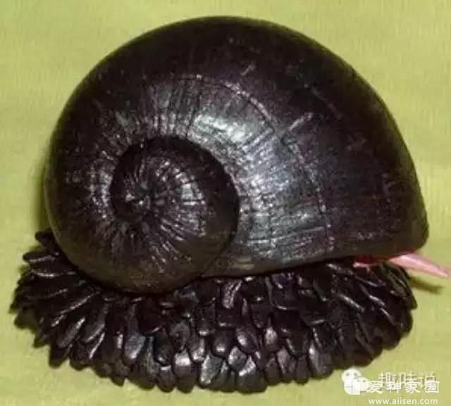 鳞角腹足蜗牛学名chrysomallonsquamiferum是一种生活在印度洋深海