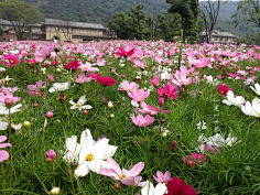 flora小六采集到无锡禅意小镇拈花湾