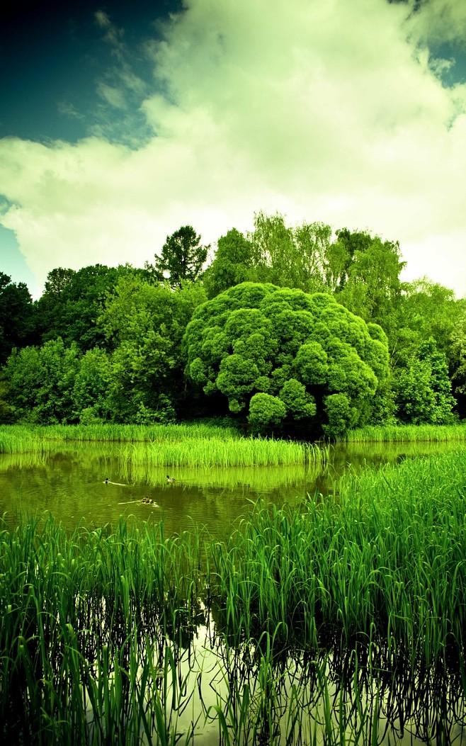 纯绿色屏保风景图片