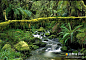 全球最热门的12个热带雨林探险地