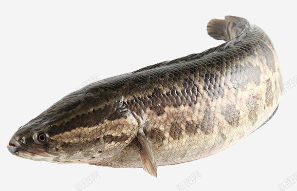 黑鱼特写新鲜黑鱼 创意素材