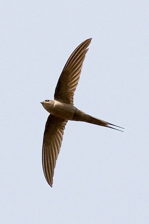 雨燕目雨燕科棕雨燕属棕雨燕