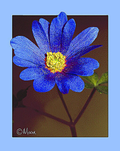 清新=淡雅采集到花朵