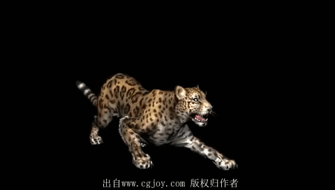 豹子狮子山猫兽等猫科动物攻击死亡受击击倒休闲待机走跑跳吼叫等动作