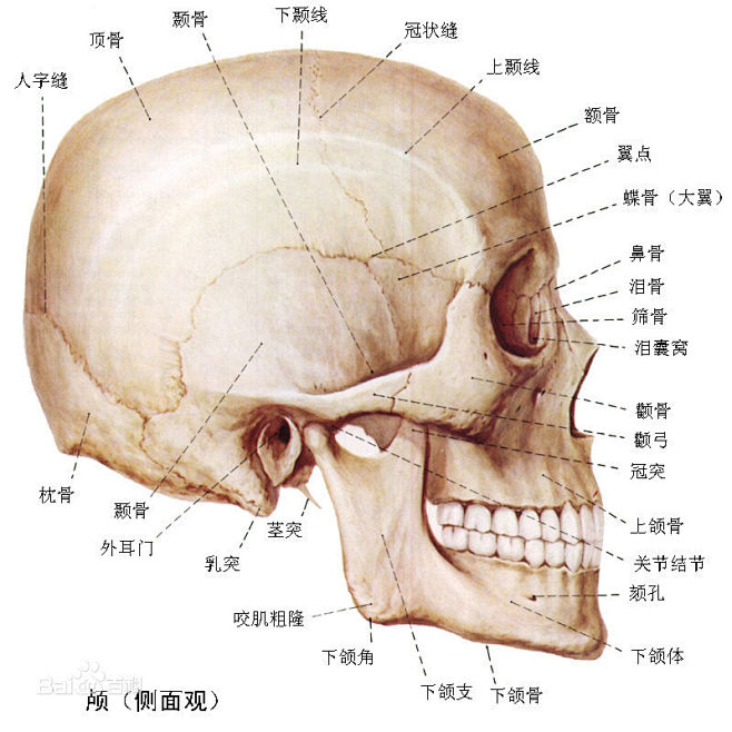 美术头骨结构图名称图片