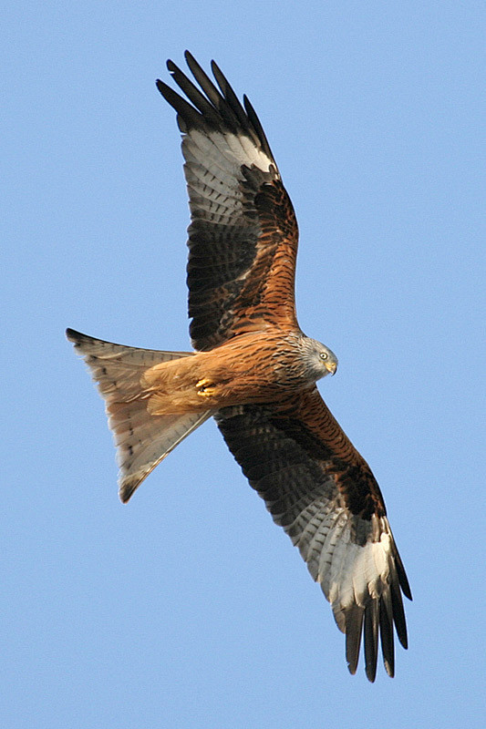 鹰形目鹰科鸢属赤鸢