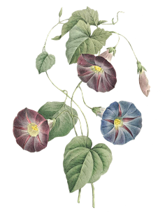 等阿莱采集到花卉