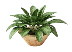 -加油!采集到植物素材