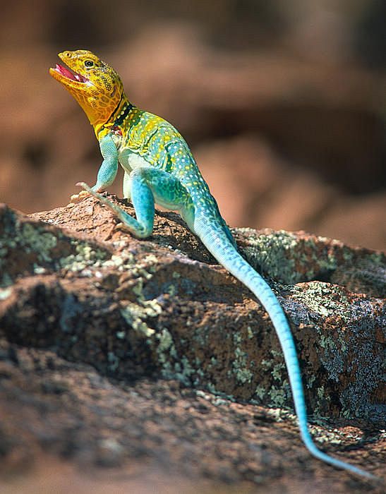 collaredlizardphotographcollaredlizardfineartprintingejohnsson