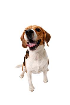 猫狗宠物纯色背景素材 花瓣网 陪你做生活的设计师 创意手提袋设计 好玩