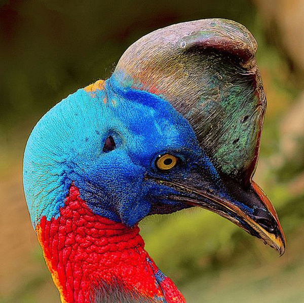 动物世界66张鸟的头部特写