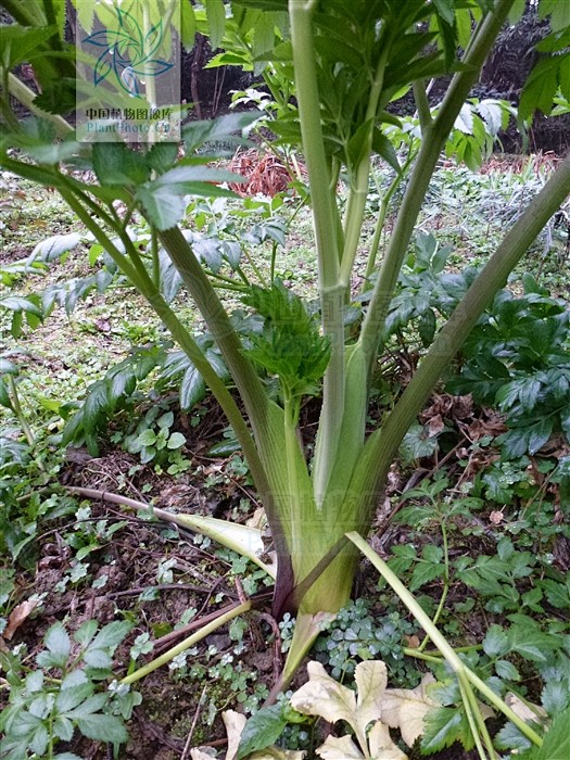 angelicadahurica白芷兴安白芷