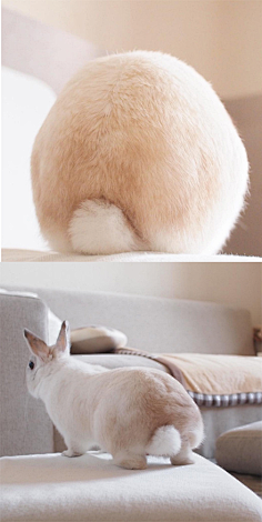 jody锺瑶采集到龙猫,鼠,兔