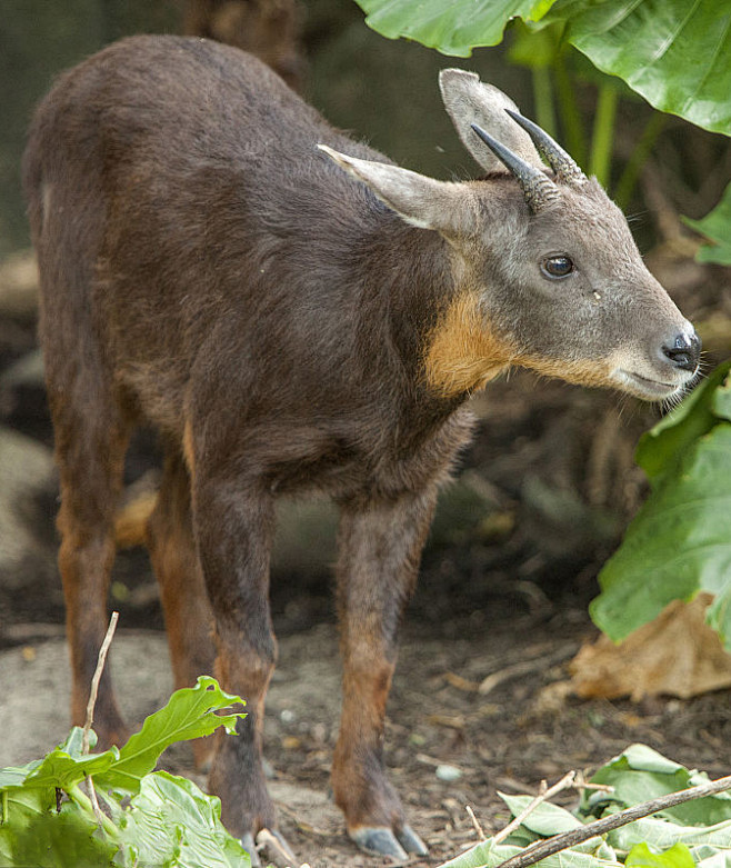 偶蹄目反刍亚目牛科羊亚科台湾鬣羚斯氏斑羚