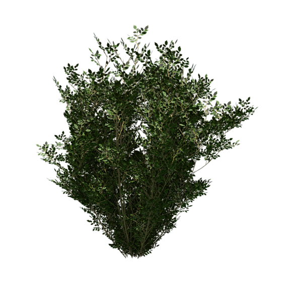 png素材大树灌木png吧百度贴吧