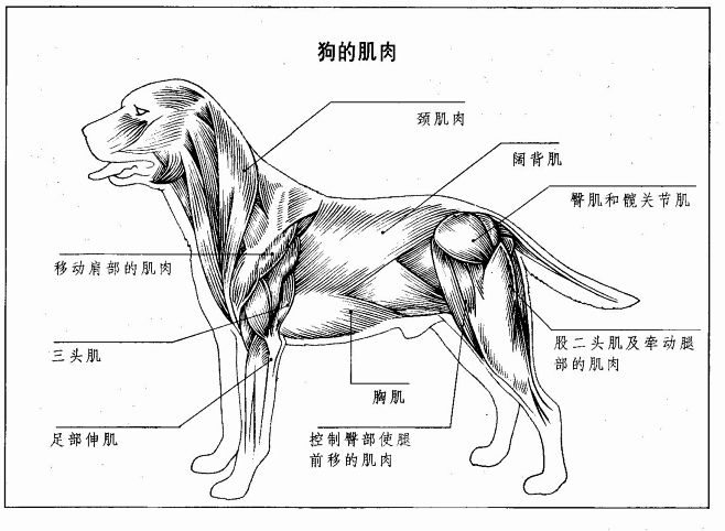 犬科肌肉结构图片