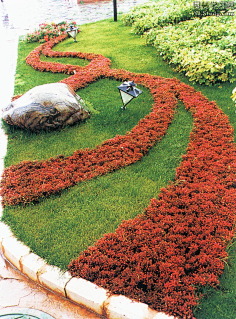 模纹花坛常用植物图片