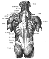 老妇女采集到人体结构