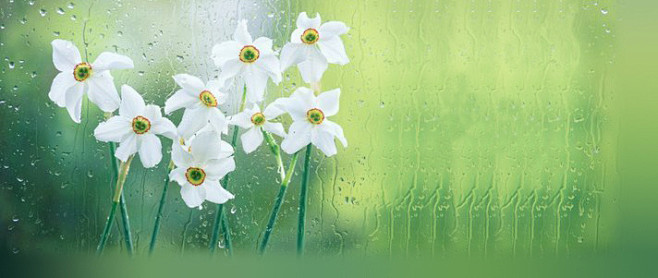 《梅花落》 中庭多杂树,偏为梅咨嗟。问君何独