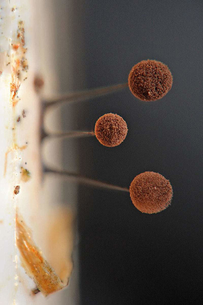 黏菌mycetozoa是一群类似霉菌的生物会形成具有细胞壁