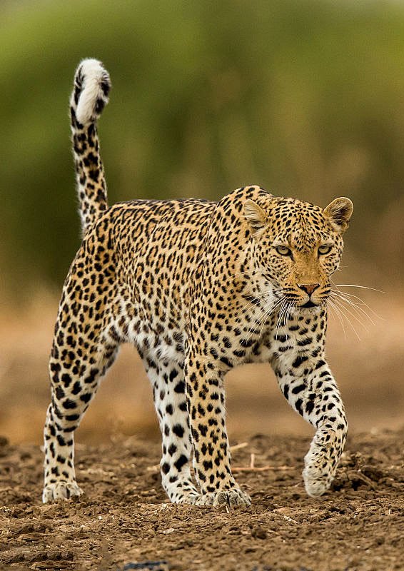 食肉目猫科豹属美洲豹