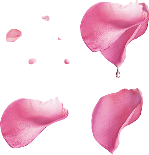 花瓣素材玫瑰花瓣