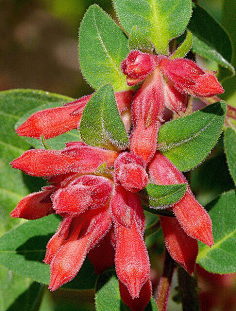 清新=淡雅采集到花朵