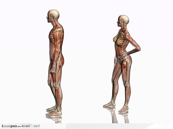 人体斜侧面图片