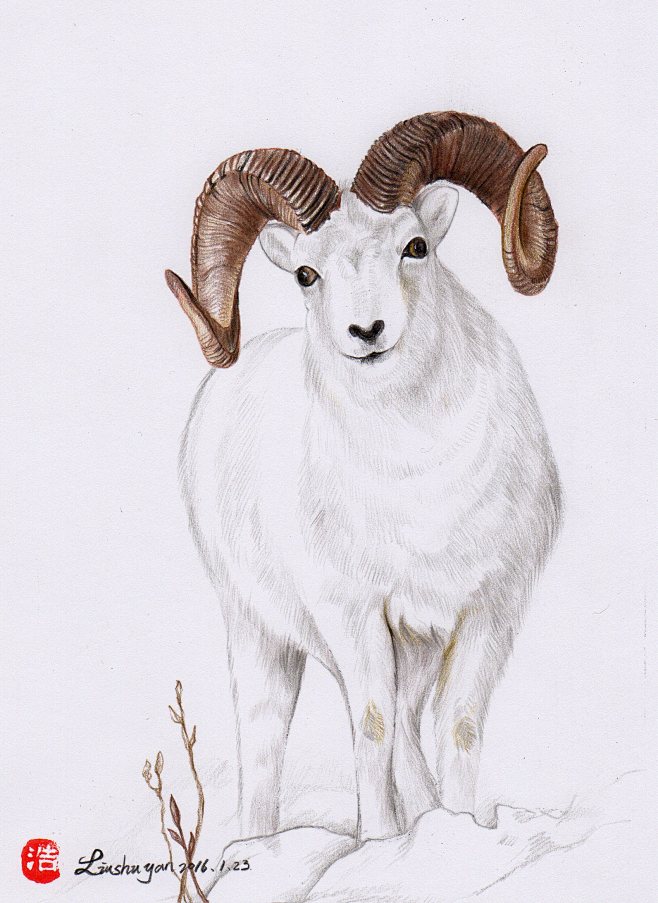彩铅公羊个人作品彩铅手绘插画