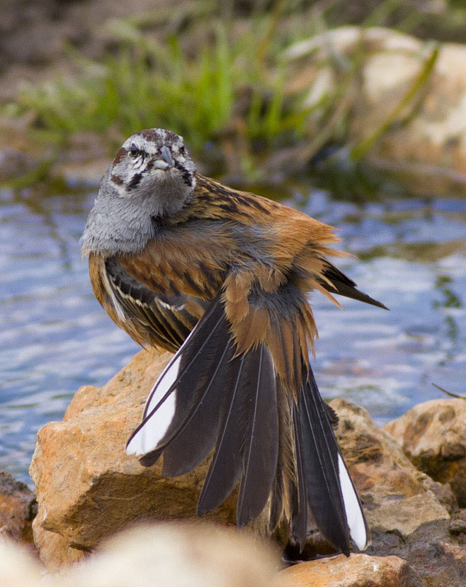 国家三级保护动物鸟类图片