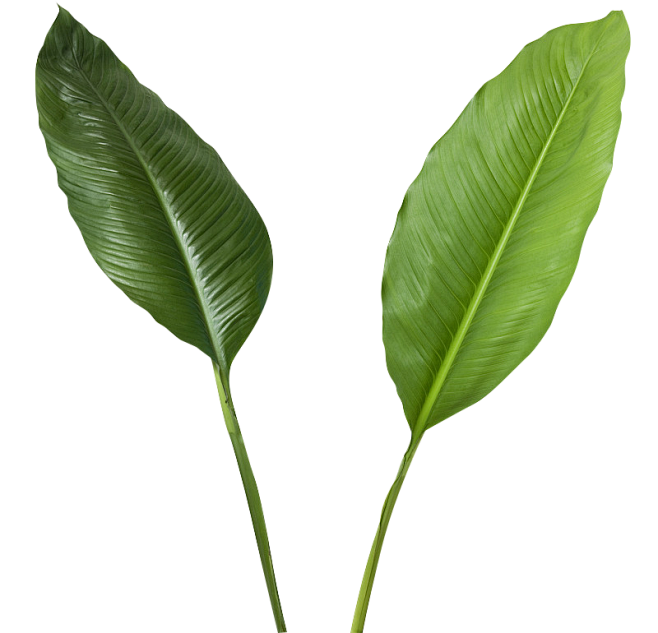 小马A采集到png——素材