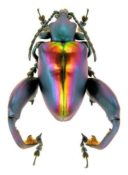 圣甲虫外形图片