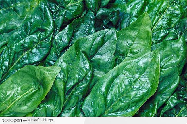 青叶菜图片素材下载现在加入素材公社即可参与传素材送现金活动