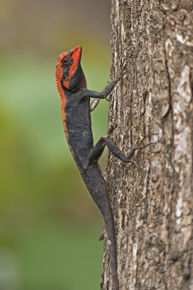 蜥蜴目避役科树蜥属林树蜥雄