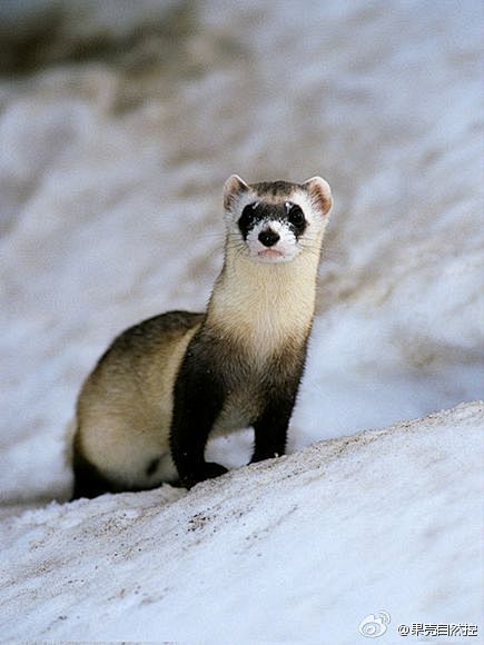勾吻从全裸寒鸦西归路转采于2013-09-13 20:34:38黑足鼬动物勾吻同采