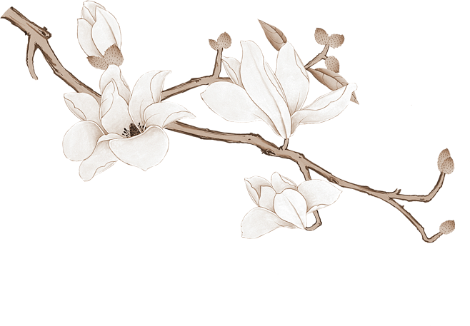 手绘白色花卉png玉兰花