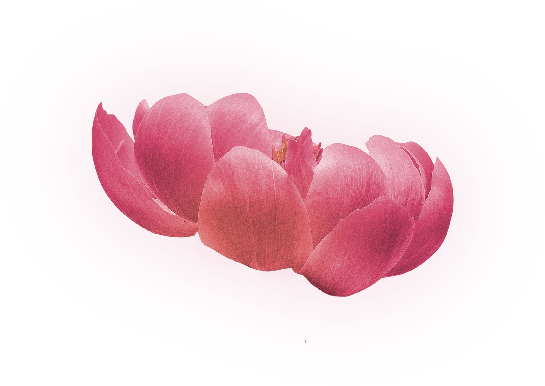 牡丹花朵花束png免抠 玫瑰 Png 素材采下来 率叶插件 让花瓣网更好用
