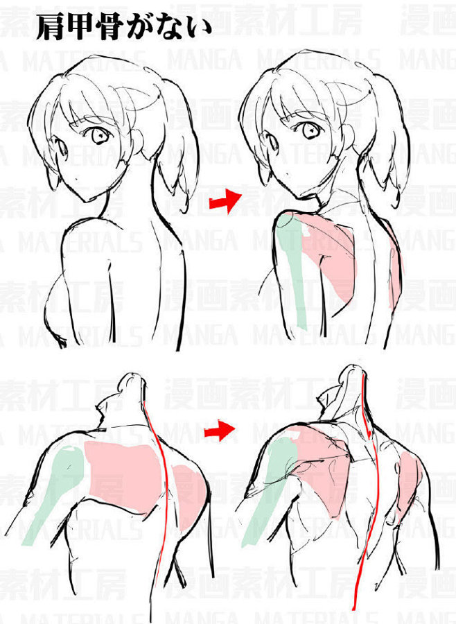 绘画参考素材肩胸部画法教程出自漫画素材工房o网页链接