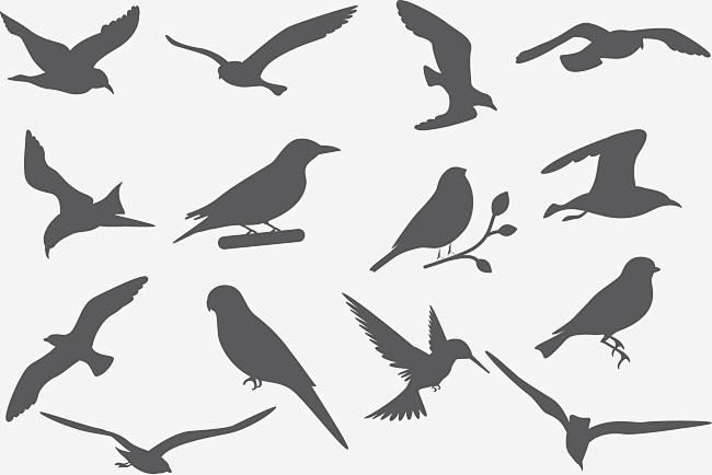 矢量图鸟的各种姿态