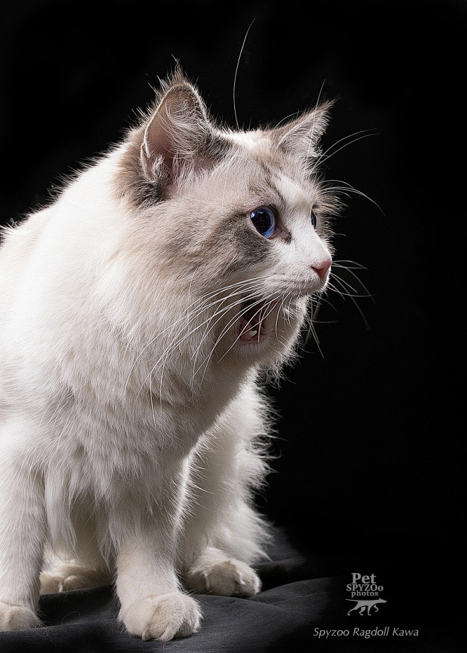 聚光灯下 天津宠物摄影spyzoo狗狗肖像|摄影|动