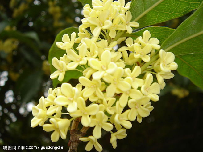 桂花 学名 Osmanthus Fragrans 英文昵称 Sweet Tea Olive 木樨科木樨属常绿灌木或小乔木 每日一花