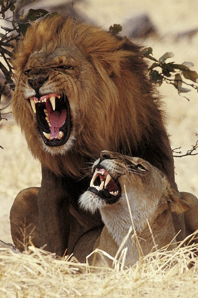 野生动物猛兽摄影图片集锦