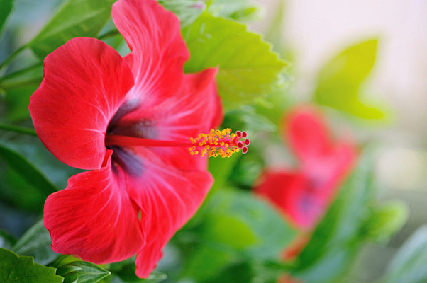 7月11日诞生花 扶桑花 朱槿 花语 纤细之美 新恋情