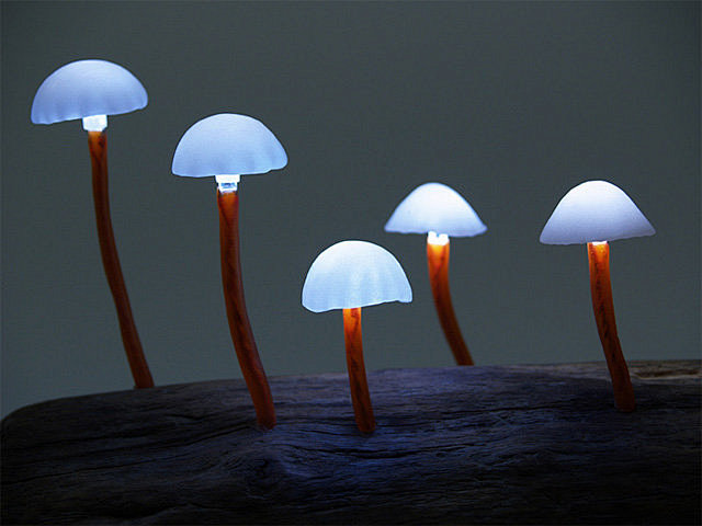 小蘑菇昨日如灯图片